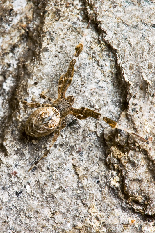 Uloborus plumipes